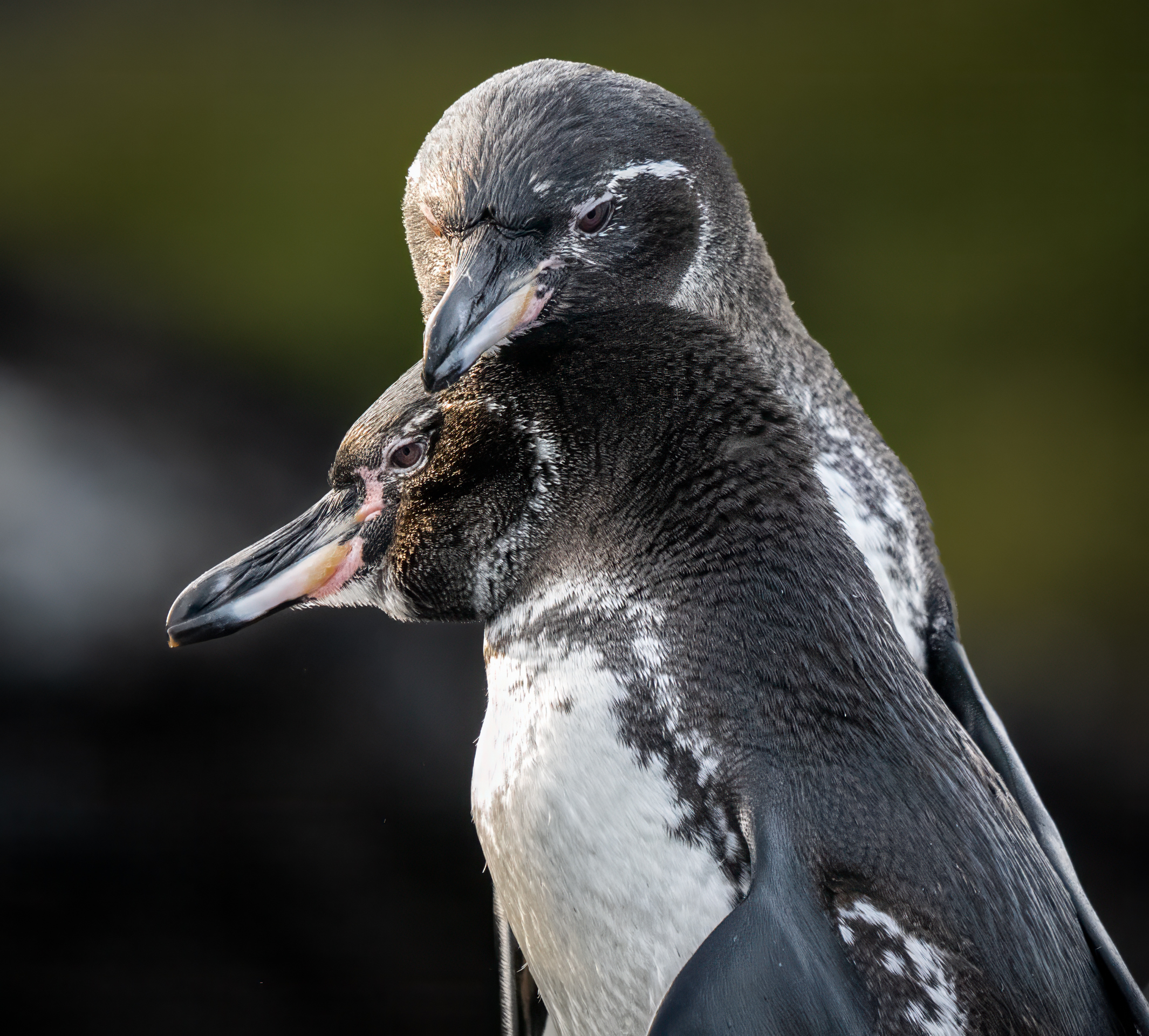 3rd PrizeOpen Nature In Class 3 By Debbie Blair For Galapagos Penguin Love OCT-2024.jpg